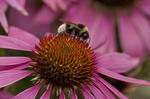 Pollinators like their flowers with a dash of salt