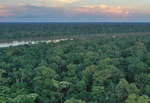 Amazon losing far more carbon from forest degradation than deforestation