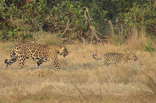 Mother jaguars may flirt to save their cubs' lives