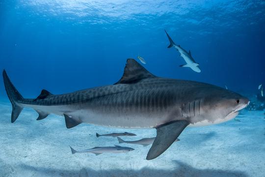 Geneticists have identified new groups of tiger sharks to protect